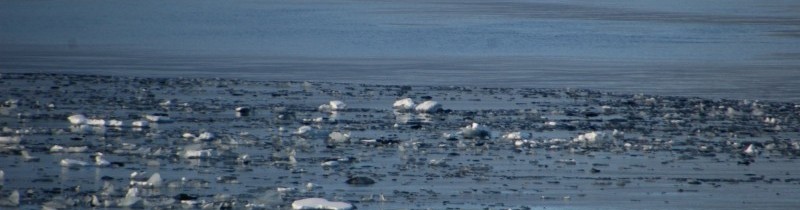 Изменчивость температуры поверхности моря в районе Шпицбергена (1982-2002 гг.), отражающая климатические изменения, наблюдаемые в настоящее время (Changeability in sea surface temperature in the region of spitsbergen (1982-2002) reflecting climatic change