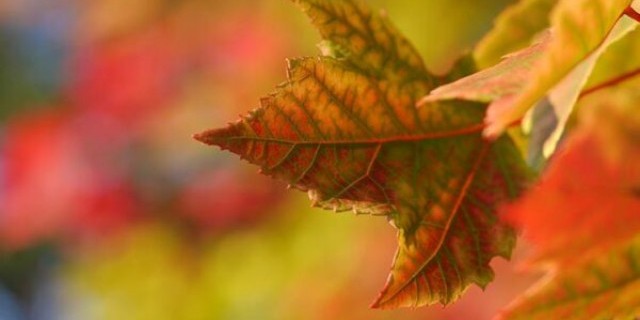 Почему осенью листья меняют цвет и опадают с деревьев?