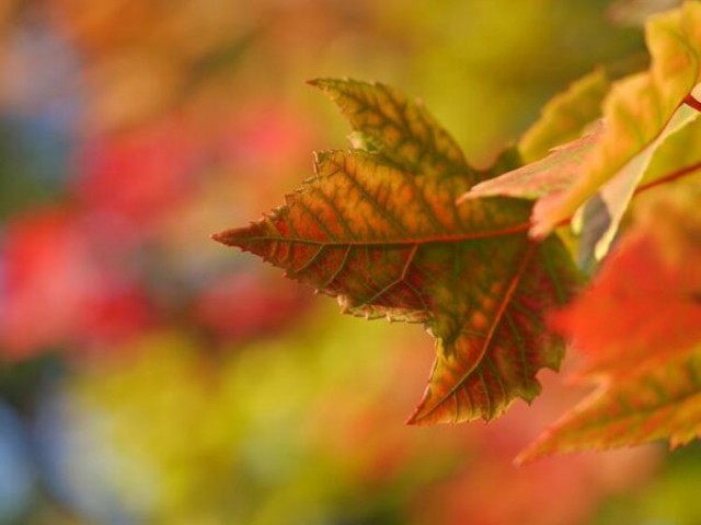Почему осенью листья меняют цвет и опадают с деревьев?