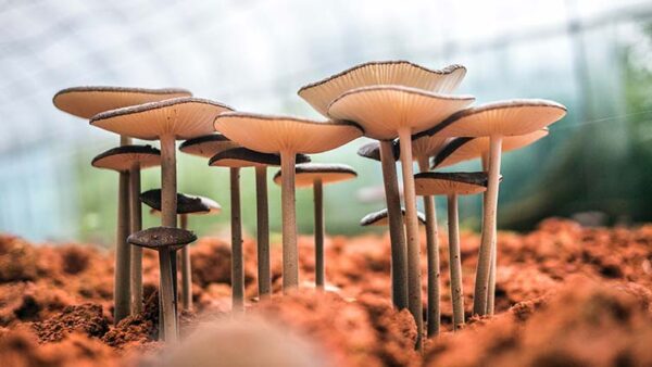 Являются ли грибы овощами или растениями?