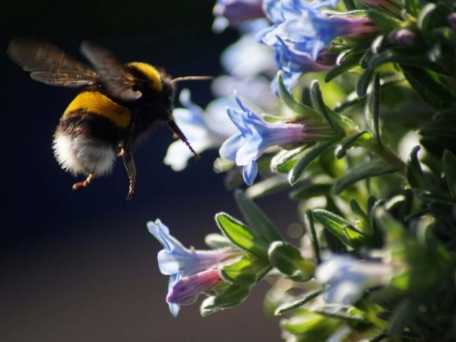 Какие насекомые опыляют цветы? Это не только пчелы