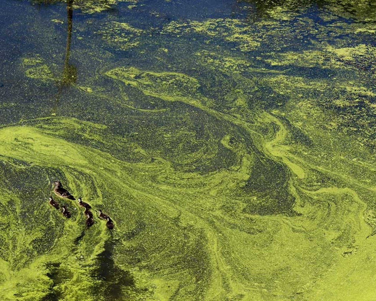 Водоросли без воды. Цианобактерии сине-зеленые водоросли. Цветение воды цианобактерии. Синезеленые водоросли цветение воды. Цианобактерии эвтрофикация.