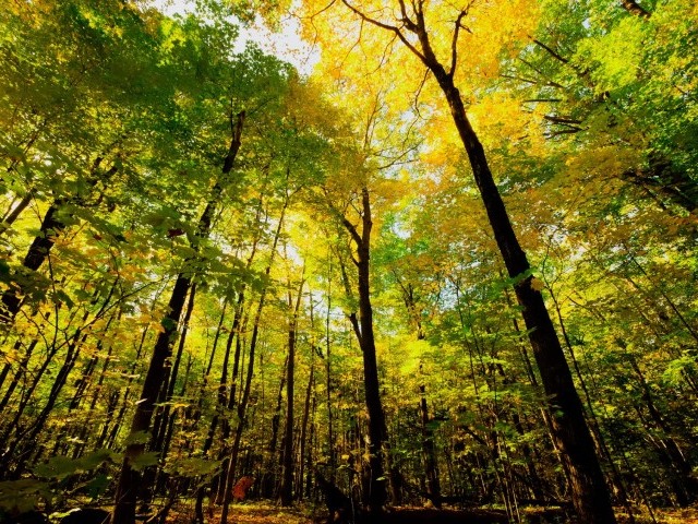 Слои леса - или как устроен лес