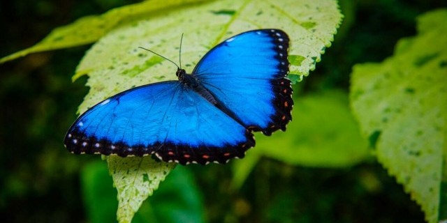 Бабочки - как долго они живут, как выглядят, чем питаются?