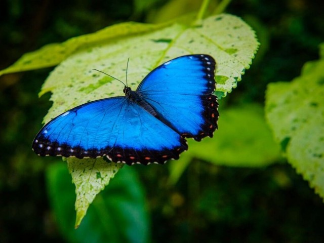 Бабочки - как долго они живут, как выглядят, чем питаются?