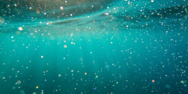 Планктон - что это такое и где он встречается?