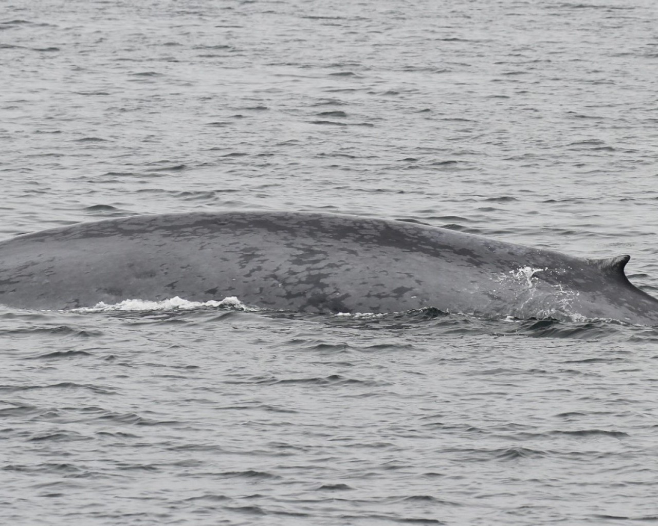 13 интересных фактов о синих китах