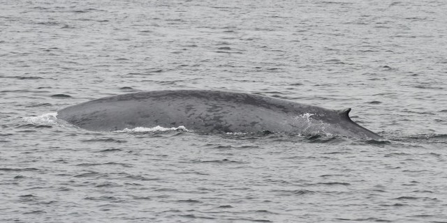 13 интересных фактов о синих китах