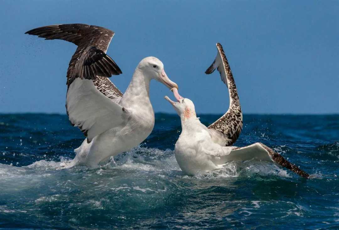 Размеры и вес птицы альбатрос: впечатляющие показатели