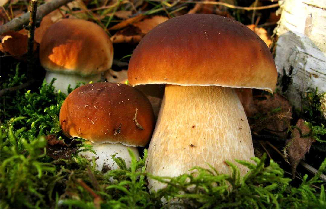 Маслята и другие грибы