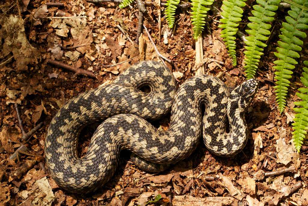 Змея-гадюка: враг в природе и человеке