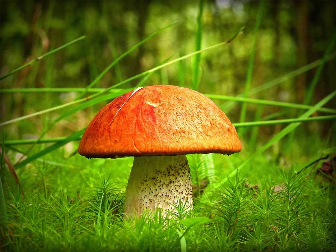 Структура грибов