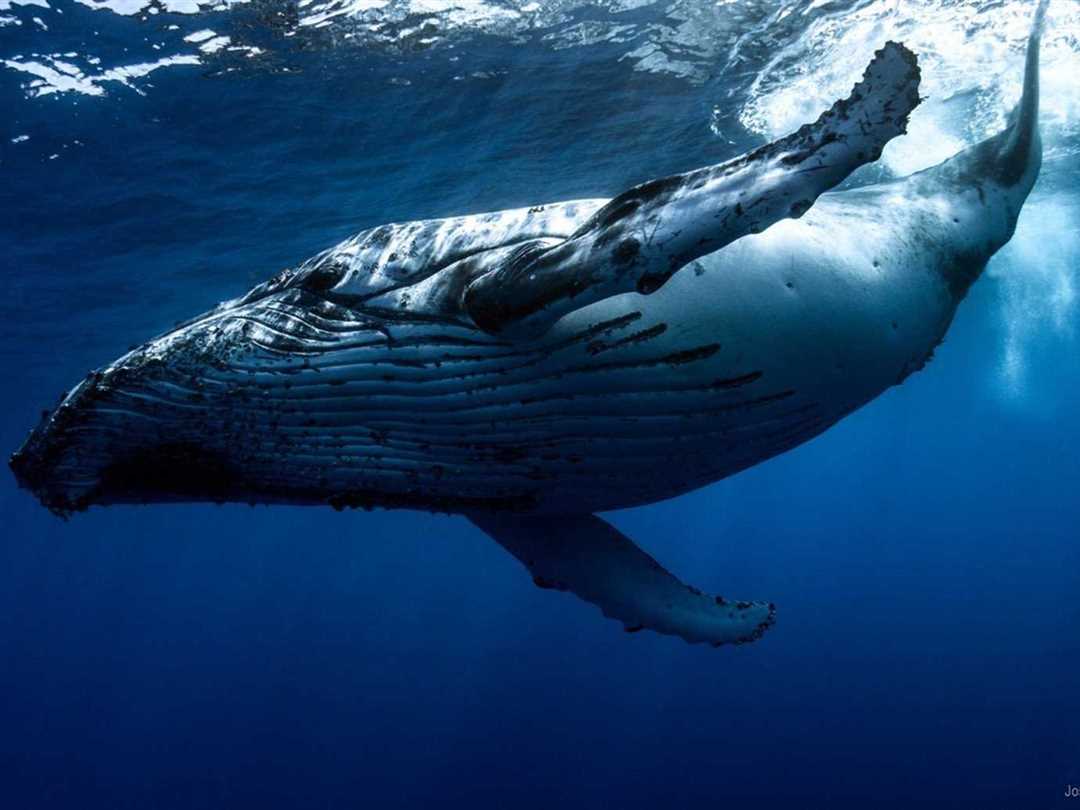 Особенности поведения китов