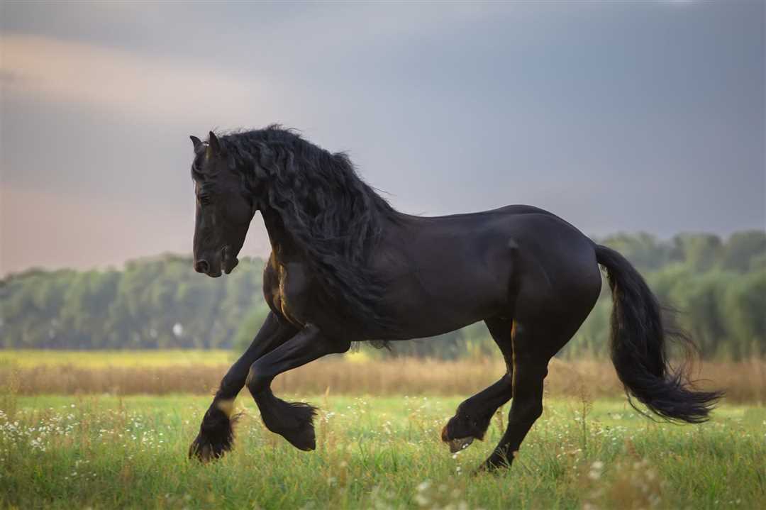 Популярные породы коней
