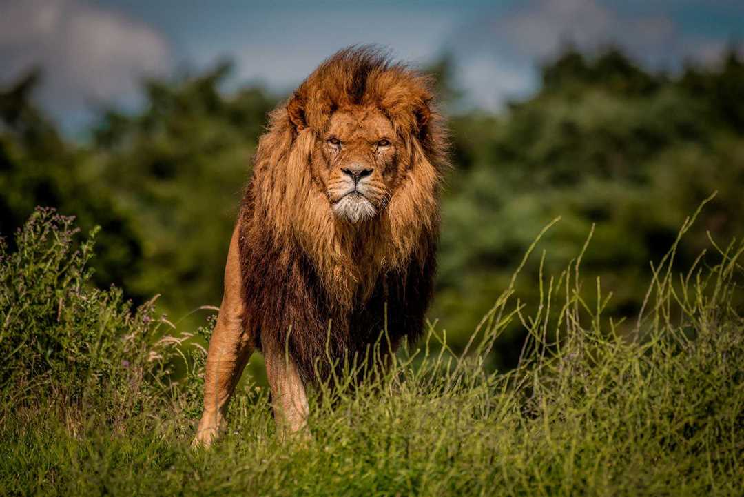 Храбрость льва