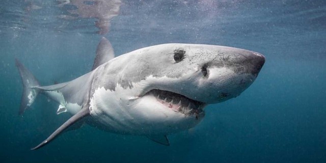 Удивительные и опасные создания морских глубин - акулы – беспощадные хищники с невероятными способностями