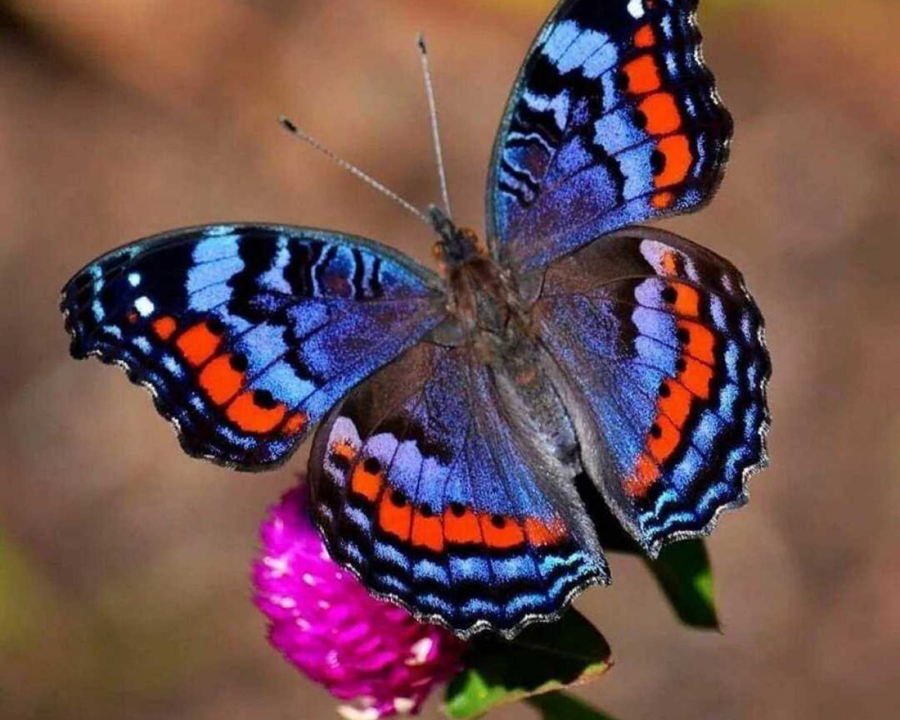 Таинственная и величественная красавица среди насекомых – неповторимая Бабочка, создательница прекрасных образов летних вечеров