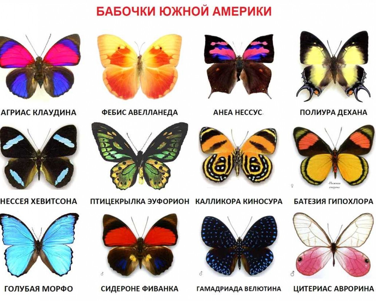 Сколько живут бабочки? Долгожители или краткоживущие создания природы?