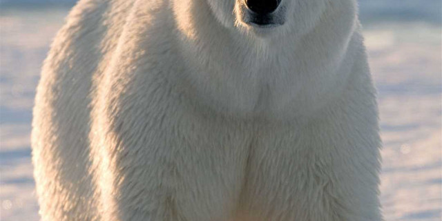 Удивительные белые медведи - факты о покорителях арктических просторов