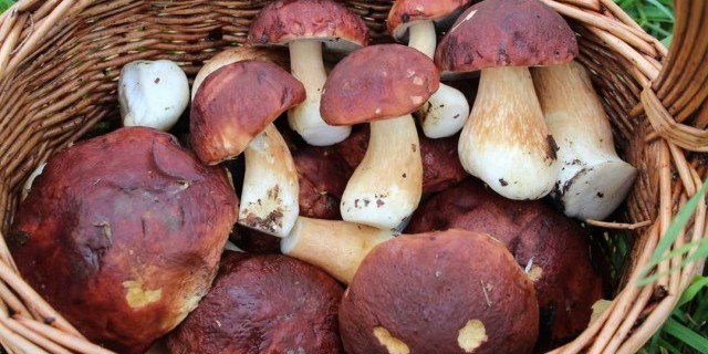 Белый гриб - изящный и вкусный лесной обитатель