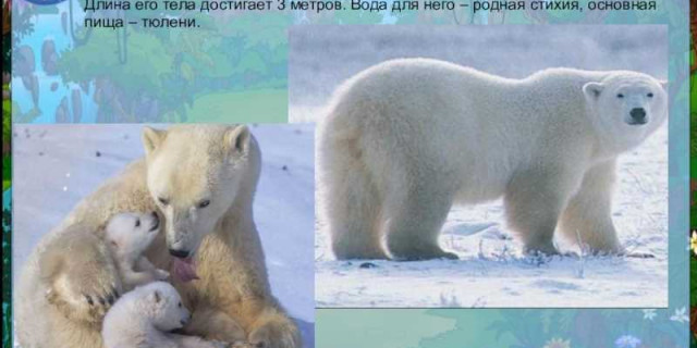 Видение белого медведя в красной книге - сохранение уникального символа арктических просторов