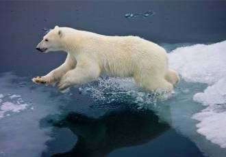 Мир королей сурового севера - в сети пленивает виртуозная охота белого медведя