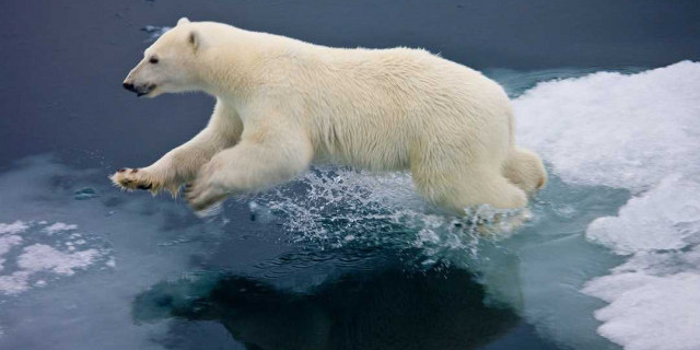 Мир королей сурового севера - в сети пленивает виртуозная охота белого медведя
