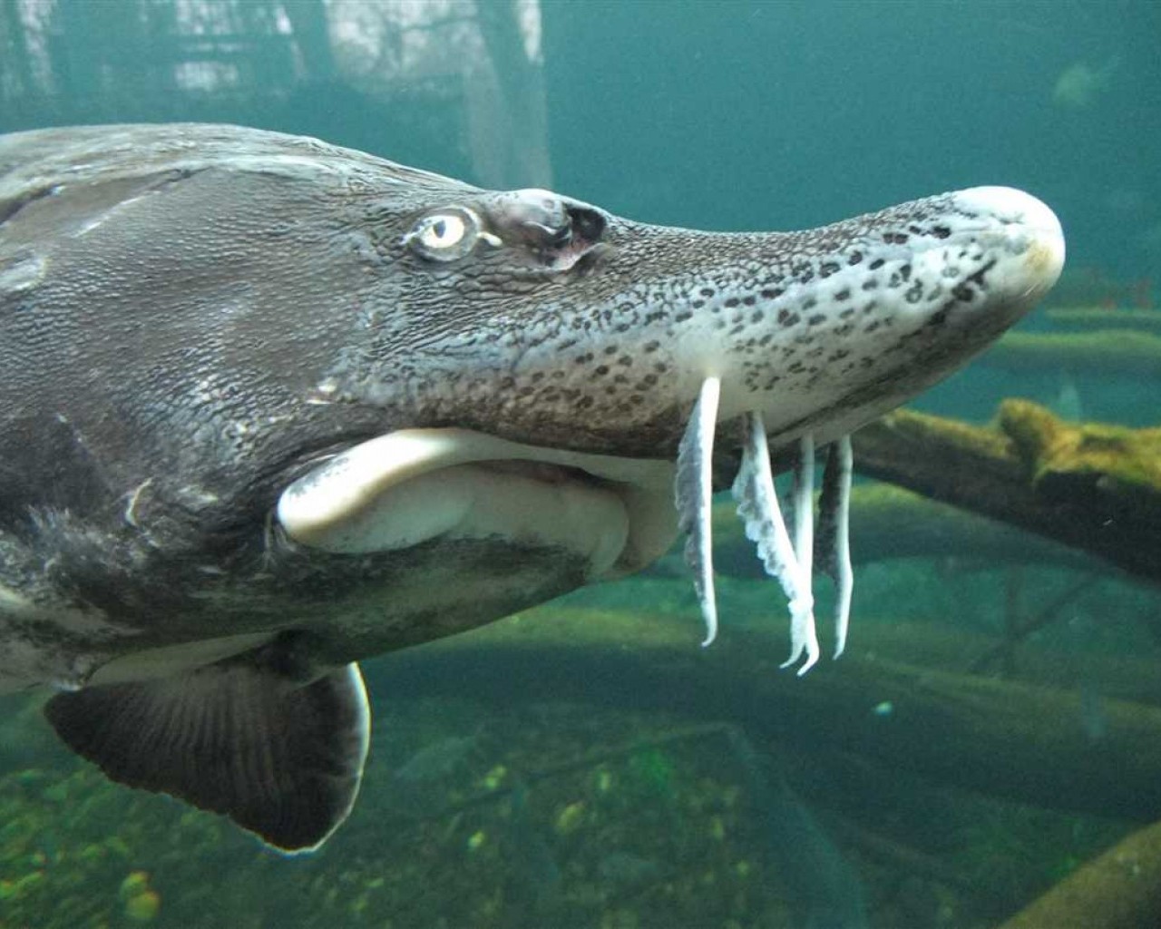 О белуге - удивительные факты о белом ките из семейства ластоногих