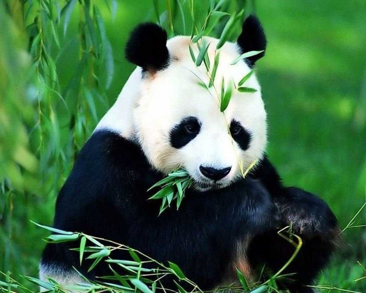 Большая панда — крупное и уникальное млекопитающее, представитель семейства медвежьих