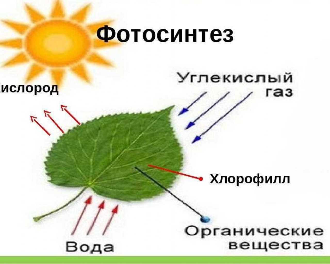 Фотосинтез - природный процесс, обеспечивающий жизнь на планете Земля
