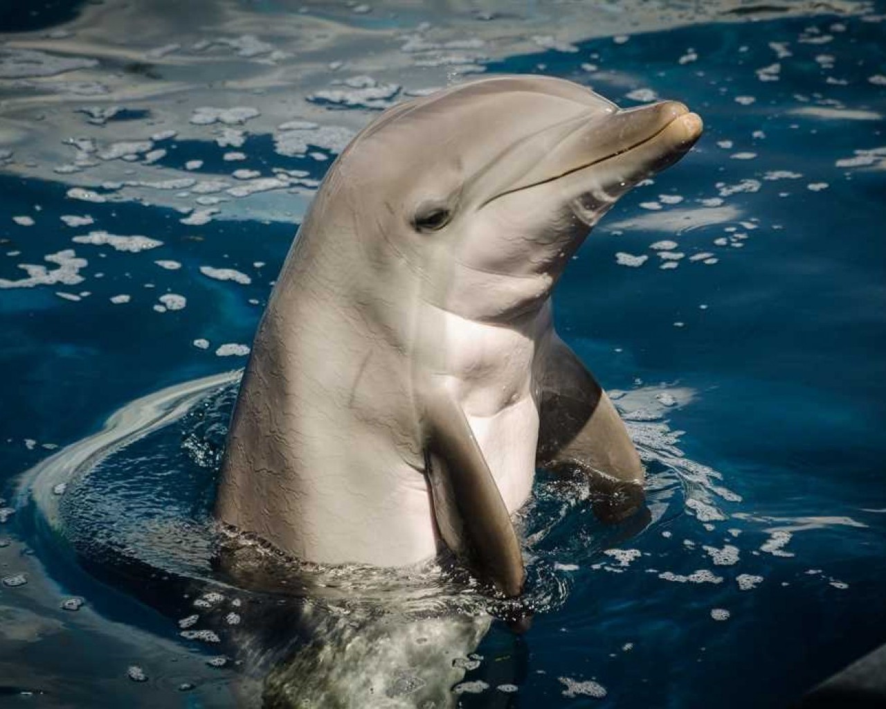 Поразительные способности и удивительный мир дельфинов - от обилия информации до социального взаимодействия