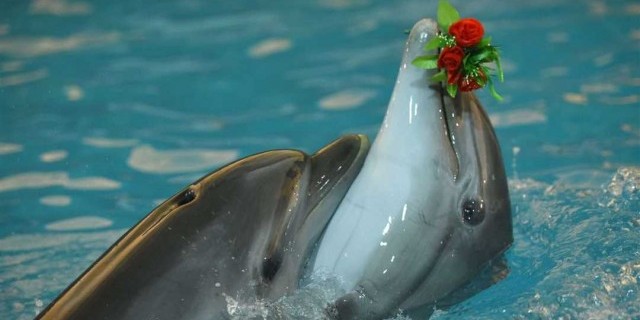 Удивительный мир дружелюбных и интеллектуальных созданий - дельфины - загадочные хранители океана, символ мудрости и эмоциональной гармонии