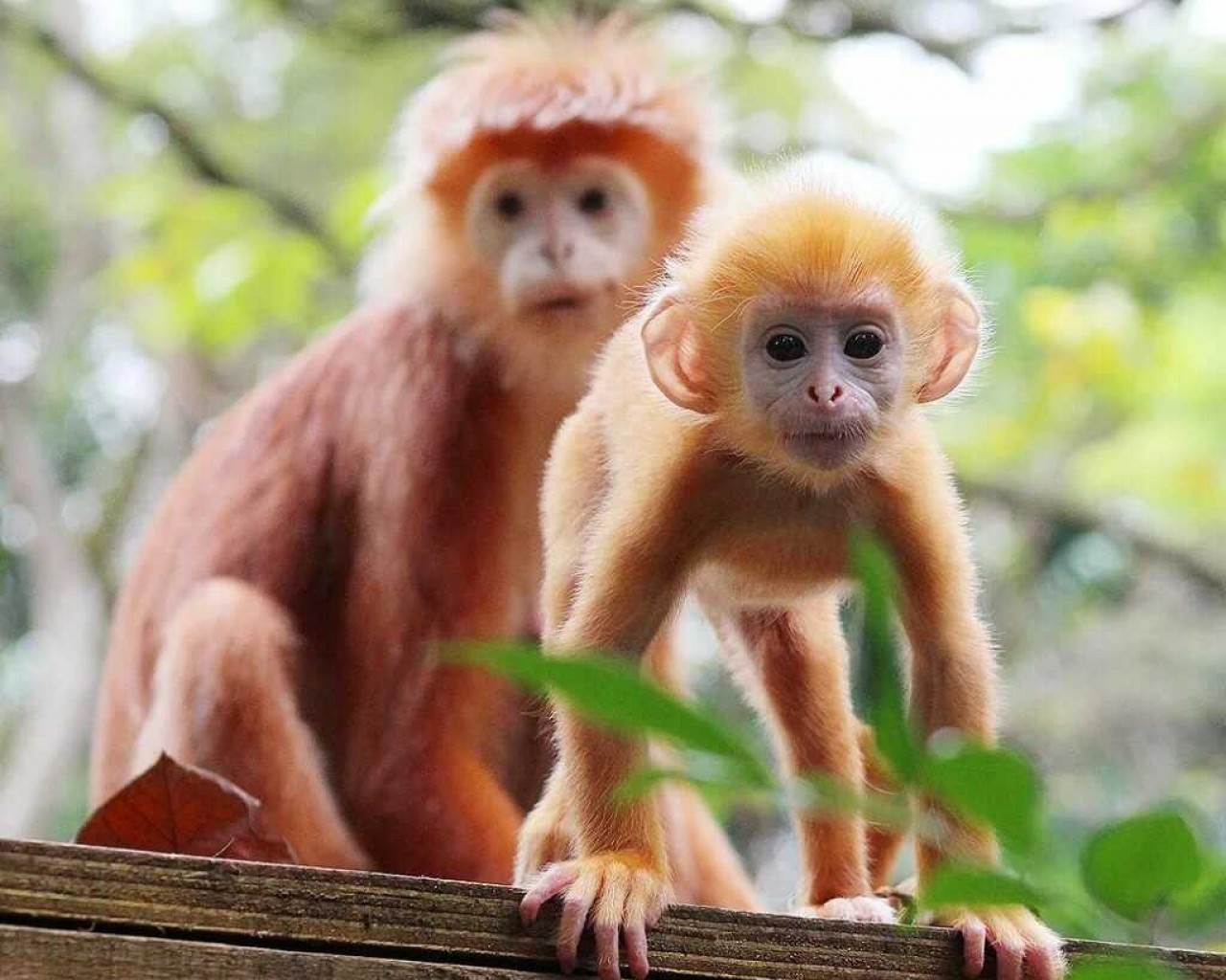 Пленительные кадры обезьяны - узнайте больше об удивительной жизни этих приматов
