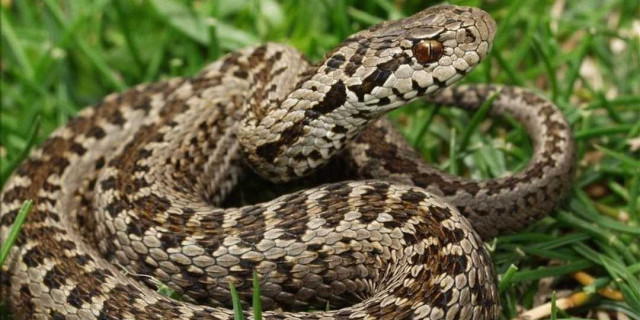 Удивительные факты о гадюке - история, внешний вид и особенности поведения этой таинственной и опасной змеи