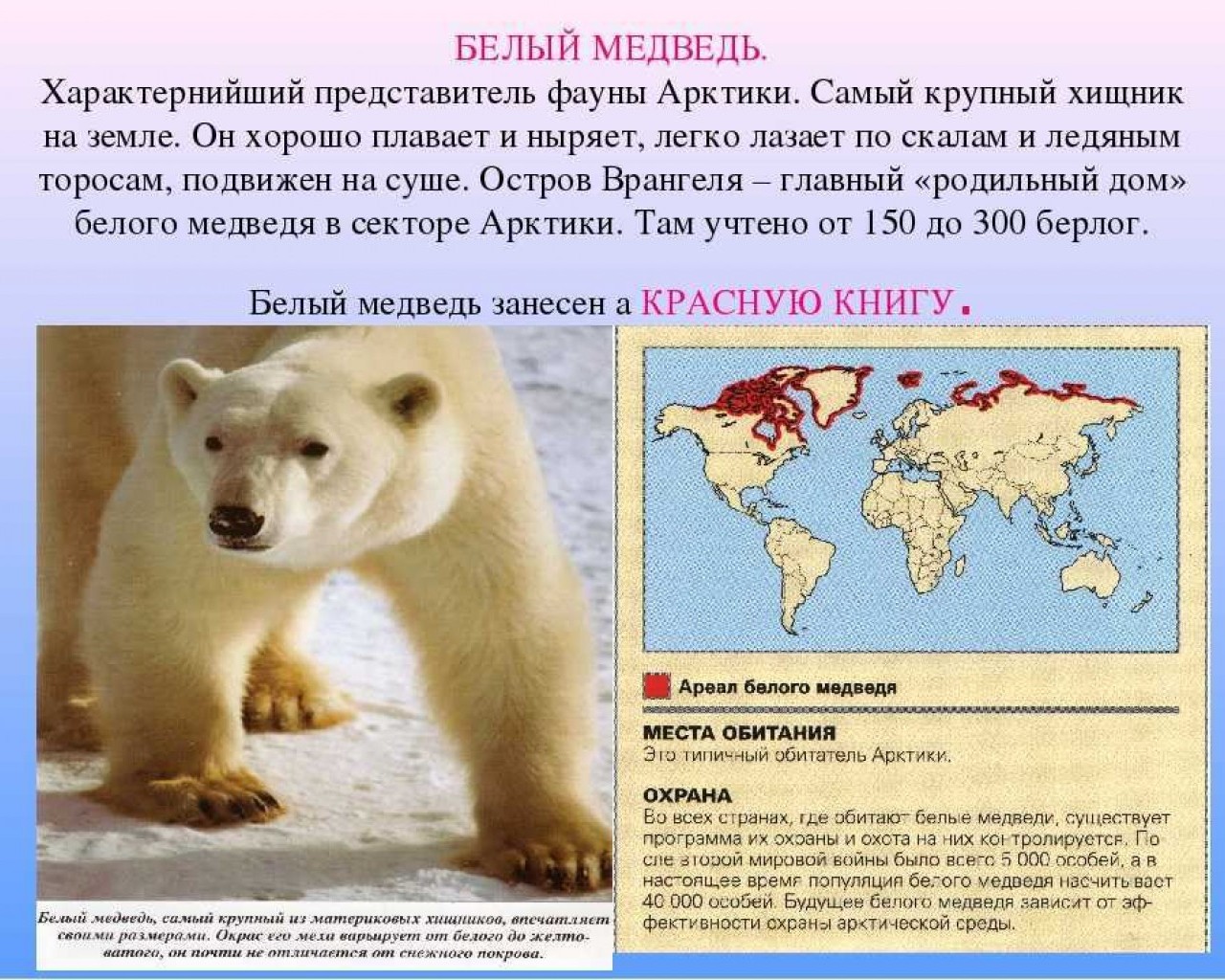 В каких местах обитают белые медведи и как они приспособились к экстремальным условиям северной полярной среды