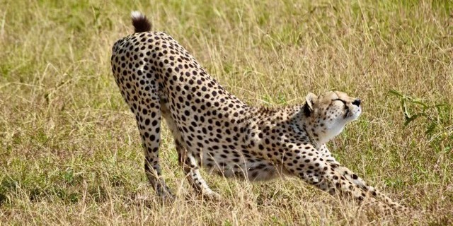 Гепард - король скорости и символ элегантности в животном мире