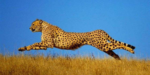 Самые впечатляющие фотографии гепарда в мире - изумительная красота природы и мастерство снятия