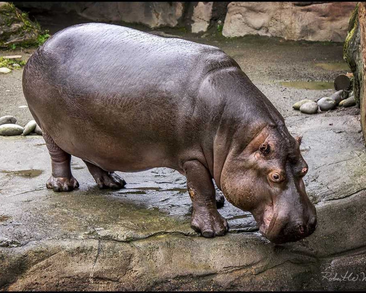 Гиппопотам - крупное травоядное млекопитающее, обитающее в водоемах Африки