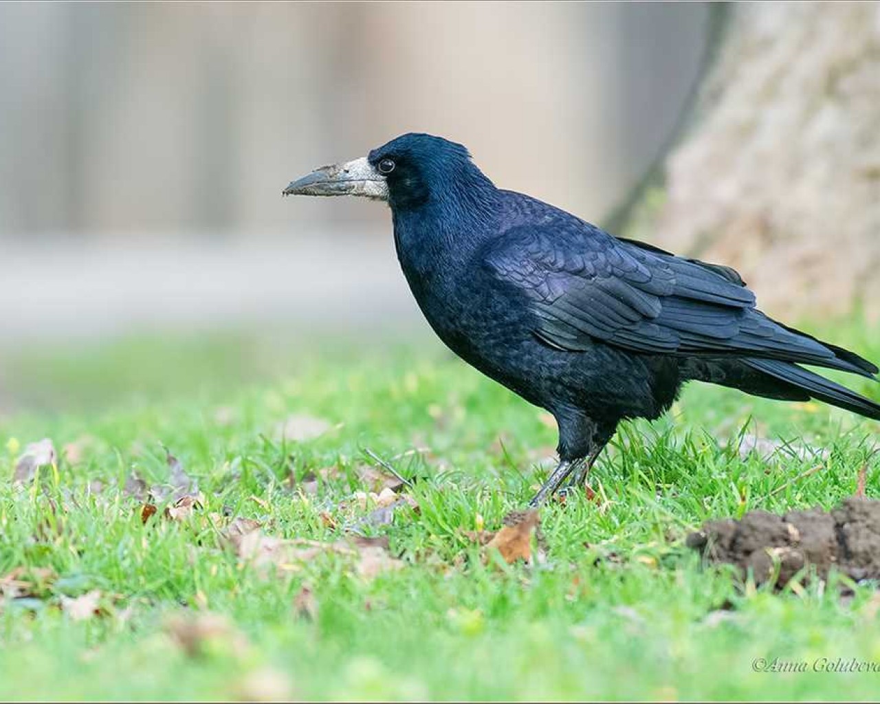 Повседневная жизнь и повадки грача - особенности поведения этой умной птицы
