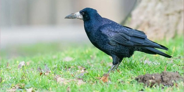 Повседневная жизнь и повадки грача - особенности поведения этой умной птицы