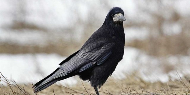 Грач - удивительная птица с черным оперением и разнообразными повадками