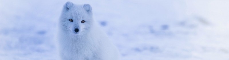 Ход погодных условий на Калипсобиене в летний сезон 2001 года на фоне периода 1986-2000 гг.