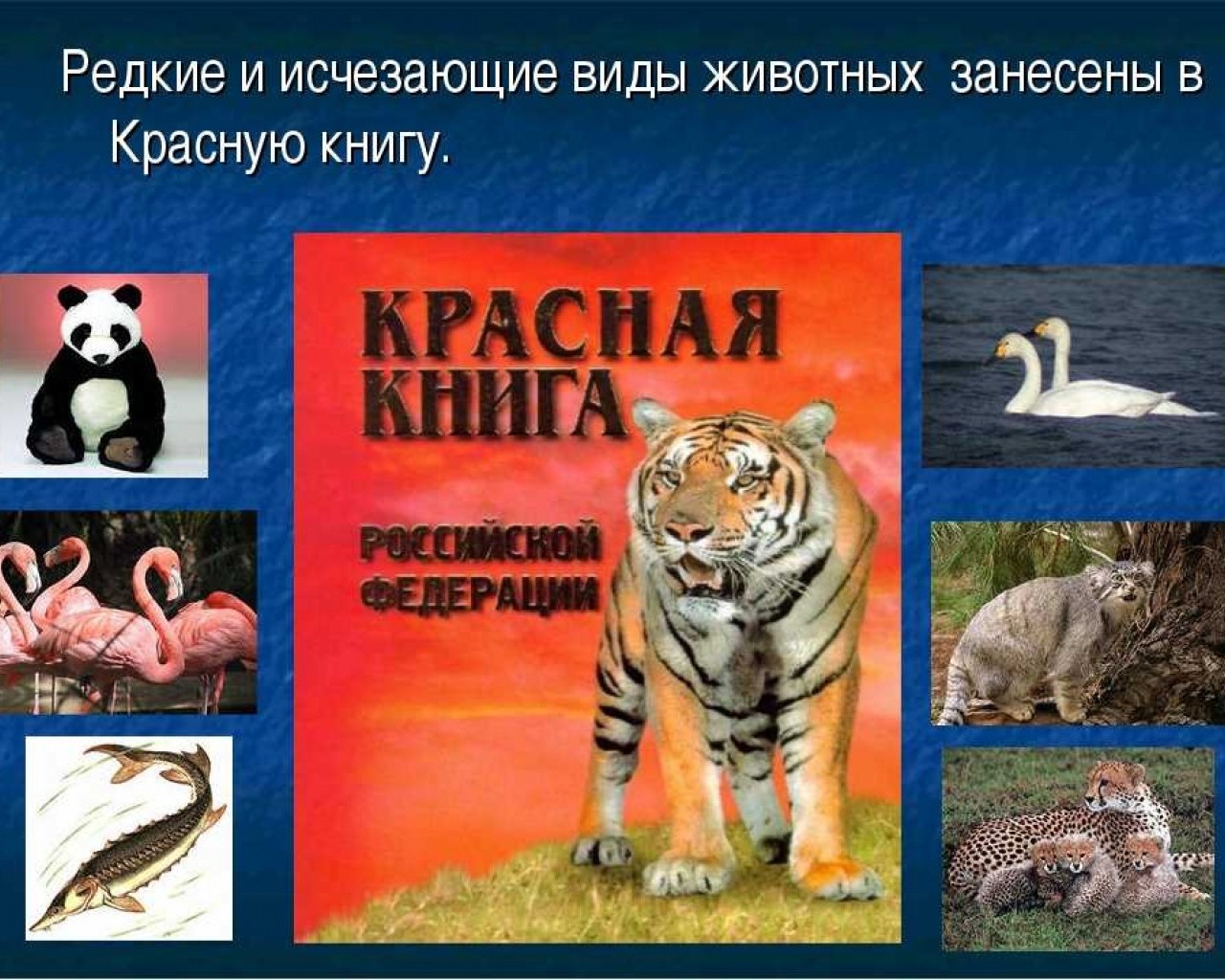 Какие животные входят в список под угрозой вымирания по России - узнайте о красной книге