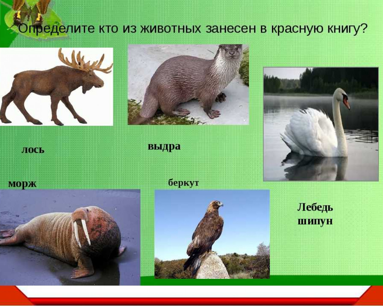 Какие животные занесены в красную книгу России и почему они нуждаются в защите?