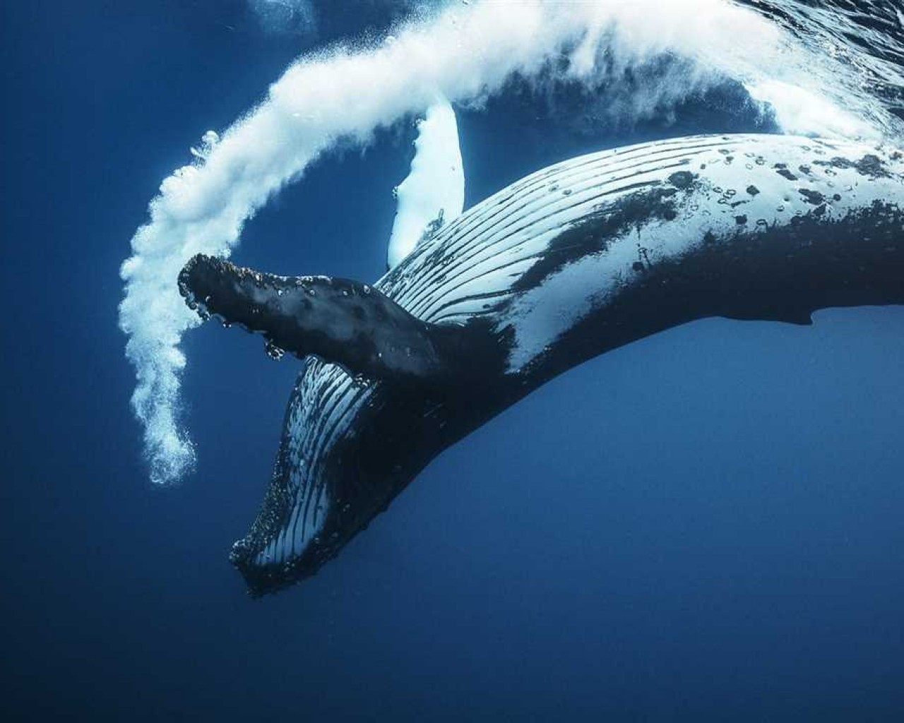 Загадочный мир китов - от величественных исполнителей гимнов природы до тайн загадочных глубин