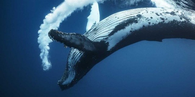 Загадочный мир китов - от величественных исполнителей гимнов природы до тайн загадочных глубин