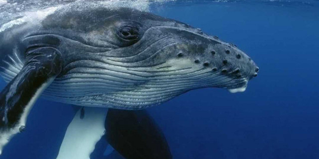 Удивительный мир китов - все, что вы хотели знать о самых больших и загадочных млекопитающих