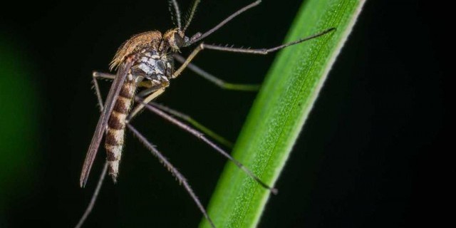 Как обезопасить себя от укусов комаров и снизить риск возникновения заболеваний, передаваемых этим насекомым