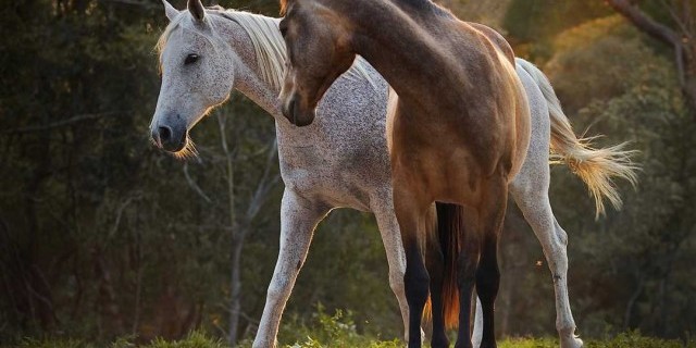 Удивительные кони - история, мифы и факты о грациозных и могучих животных, которые завораживают мир