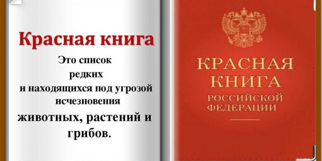 Как узнать о редких и исчезающих видов животных и растений по Красной книге России?
